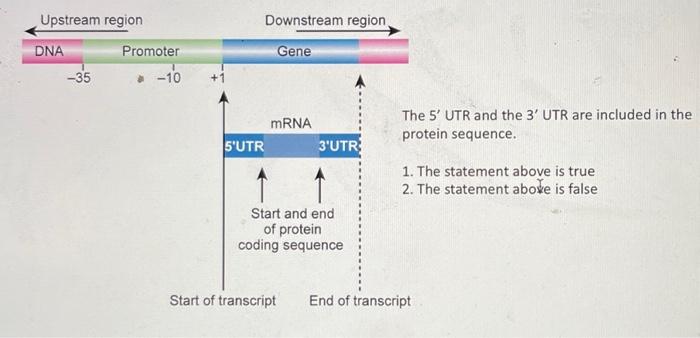 solved-the-5-utr-and-the-3-utr-are-included-in-the-protein-chegg