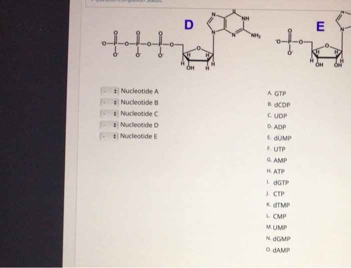 Solved Match Chemical Structures Of The Following Nucleot Chegg Com