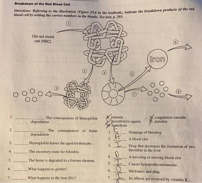 Solved Breakdown of the Red Blood Cell Directions: Referring | Chegg.com