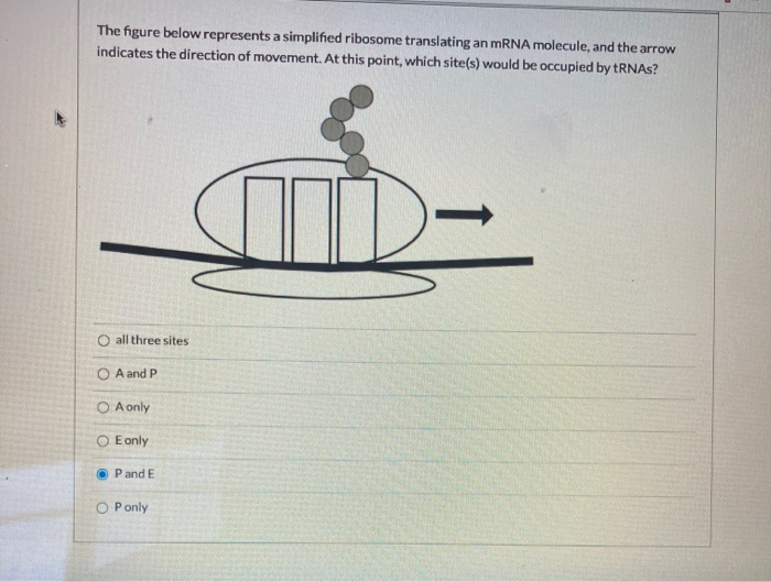 Solved The figure below represents a simplified ribosome | Chegg.com