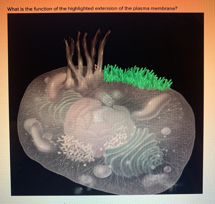 Solved What is the function of the highlighted extension of