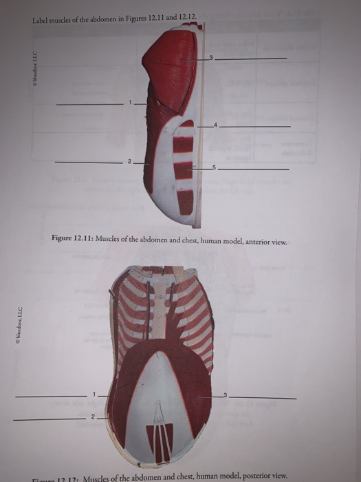 Solved: Label Muscles Of The Abdomen In Figures 12.11 And ...