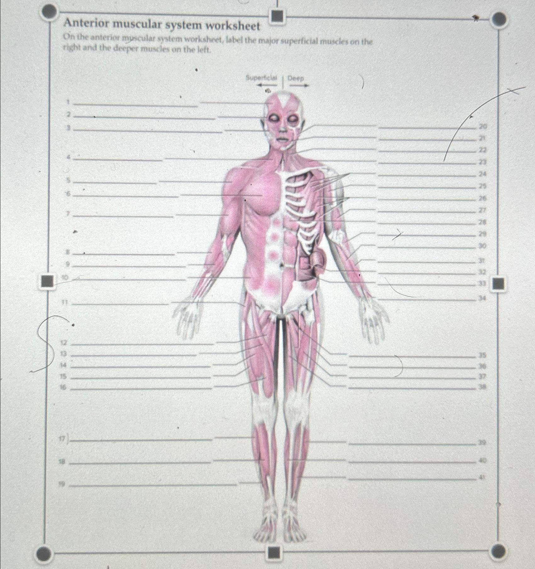 solved-anterior-muscular-system-worksheeton-the-anterior-chegg