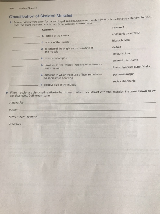 Solved 130 Review Sheet 11 Classification of Skeletal | Chegg.com