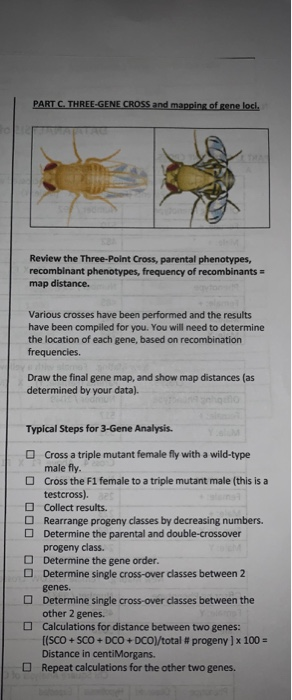 Three Point Test Cross: Multiple Point Gene Mapping