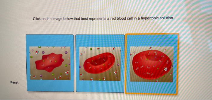 Solved Click on the image below that best represents a red | Chegg.com