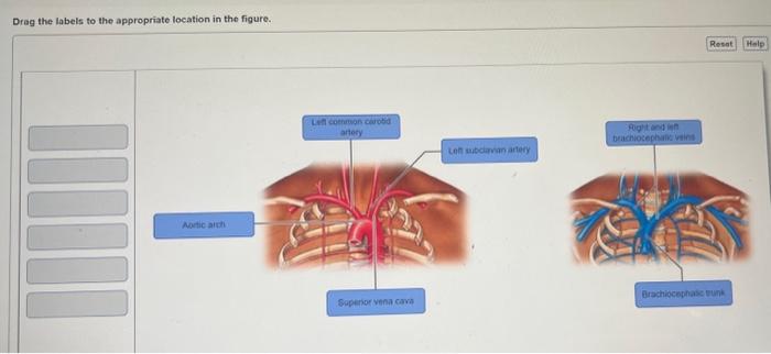 Solved Drag the labels to the appropriate location in the | Chegg.com