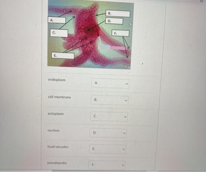 Solved B A D. C. endoplasm A cell membrane В. ectoplasm C. | Chegg.com