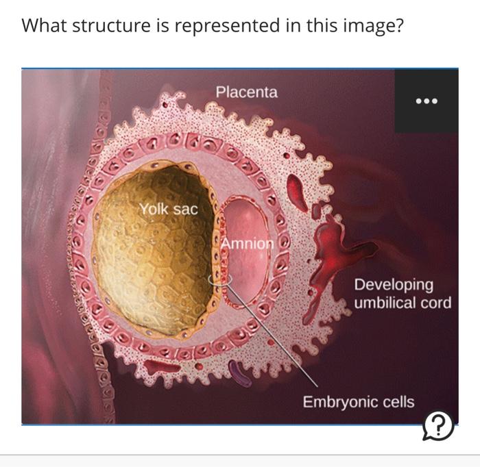 Fraternal twins usually share one placenta. True