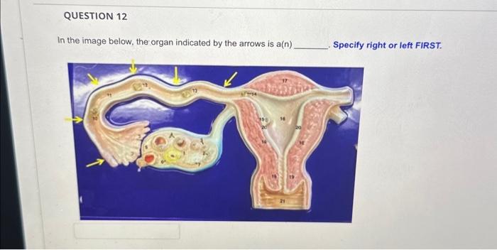 Solved In the image below, the organ indicated by the arrows | Chegg.com