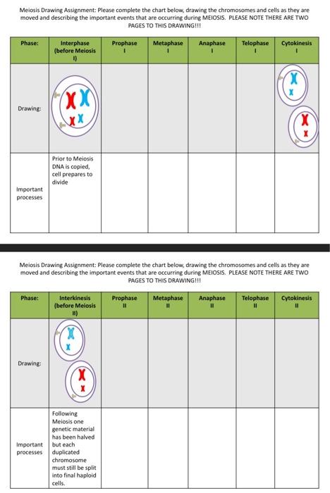 meiosis drawing assignment