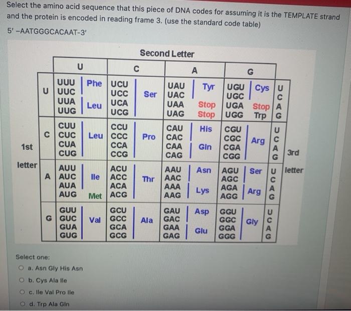 Solved Select the amino acid sequence that this piece of DNA | Chegg.com