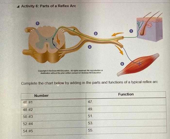 Solved 4 Activity 6 Parts Of A Reflex Arc Copyright Mc Chegg Com