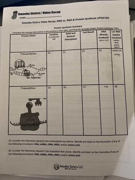 Amoeba Sisters Video Recap Answers Dna Vs Rna