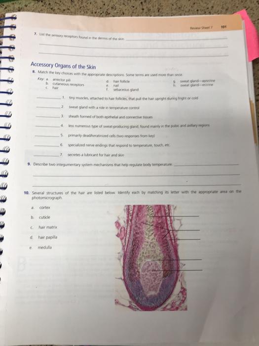 Solved Accessory Organs of the Skin & Match the choices with