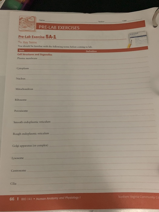 Solved PreLab Exercise 22 Manson Skeletal System Main