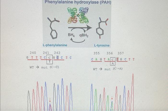 Solved Phenylalanine hydroxylase (PAH) L-phenylalanine | Chegg.com