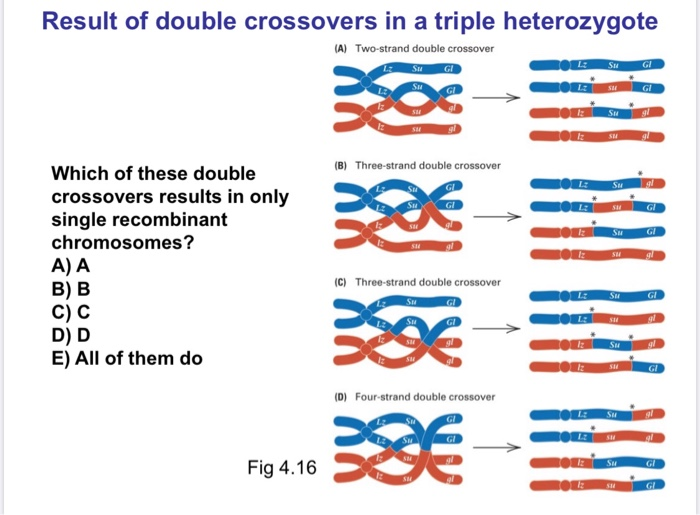 Solved Result of double crossovers in a triple heterozygote