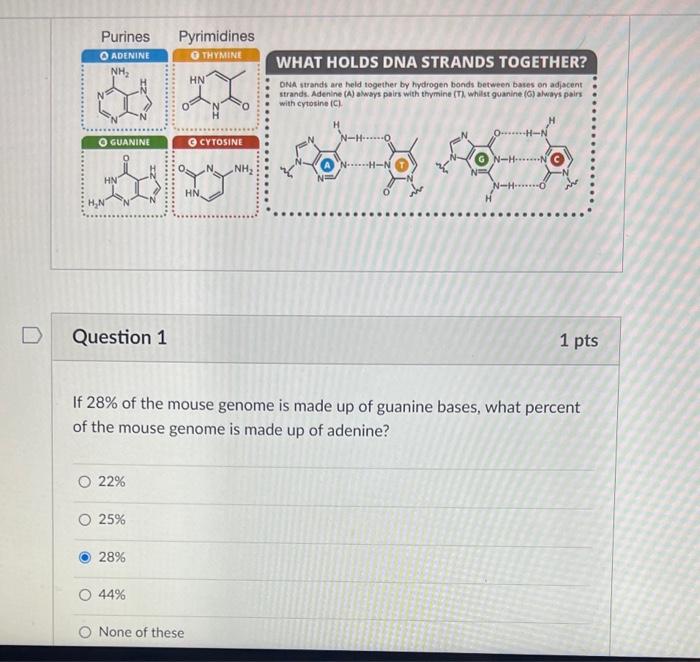 2 strands of dna are held by