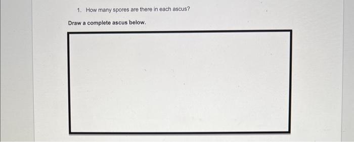 Solved 1. How many spores are there in each ascus? Draw a | Chegg.com