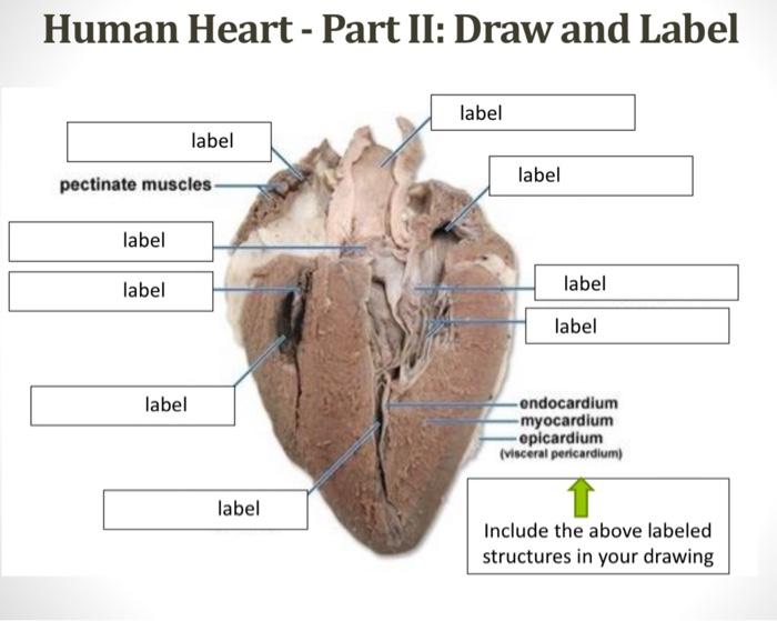 human heart drawing with labels