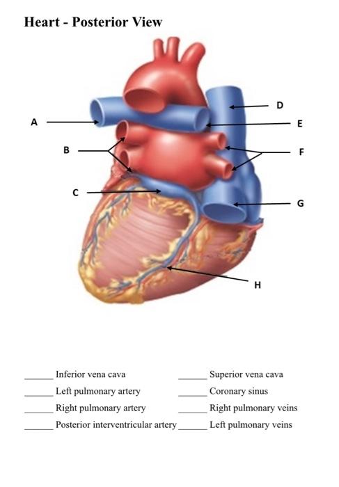Heart Posterior View D E B F I Inferior Vena Cava Chegg Com