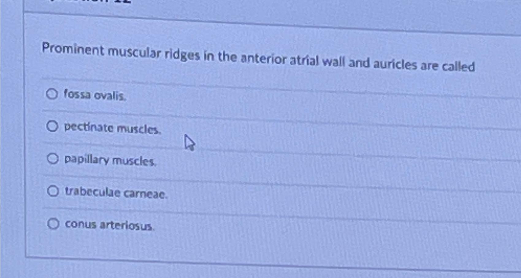 Solved Prominent muscular ridges in the anterior atrial wall