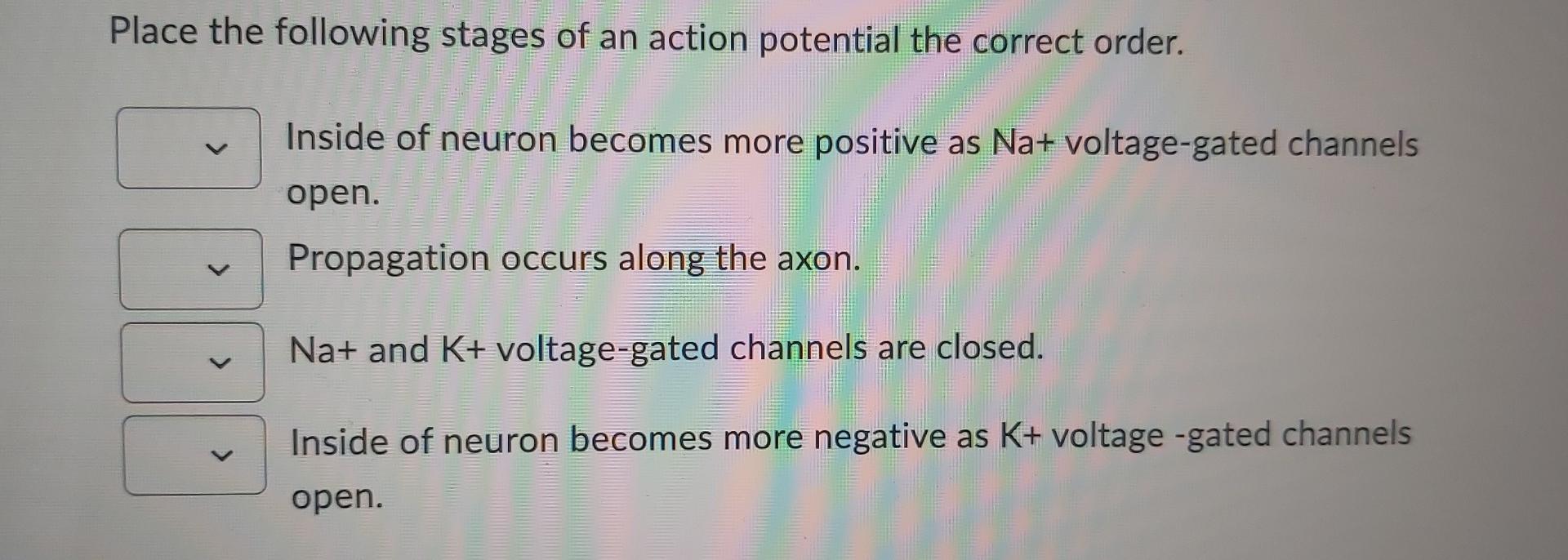 Solved Place the following stages of an action potential the | Chegg.com