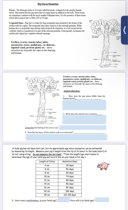 Pig Uterus Dissection
Uhers-The fetal pig uterus is of a type called becomate, compared to the simplex human
uterus. This mea