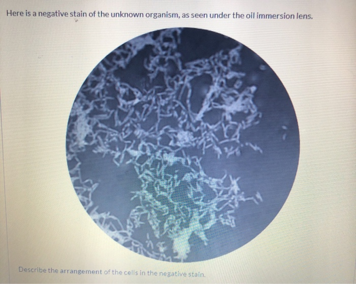 Solved Here is the Gram stain of the unknown organism, as | Chegg.com