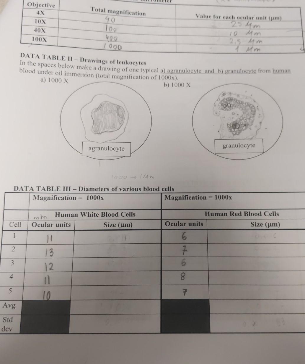 Solved DATA TABLE VII - Drawings of yeast cells In the | Chegg.com, image size:1033x1230