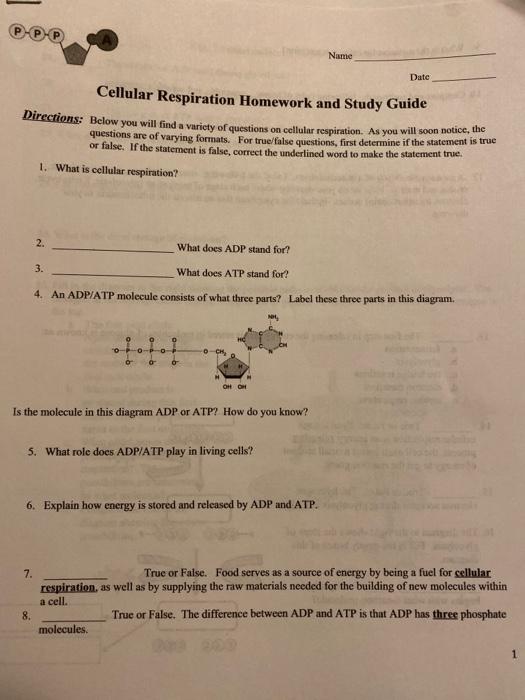 cellular respiration homework and study guide answers