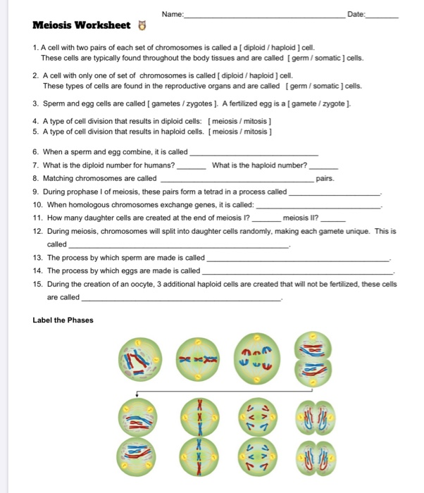 11-4-meiosis-workbook-answers-waltery-learning-solution-for-student