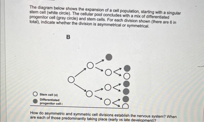 The diagram below shows the expansion of a cell population, starting with a singular stem cell (white circle). The cellular p