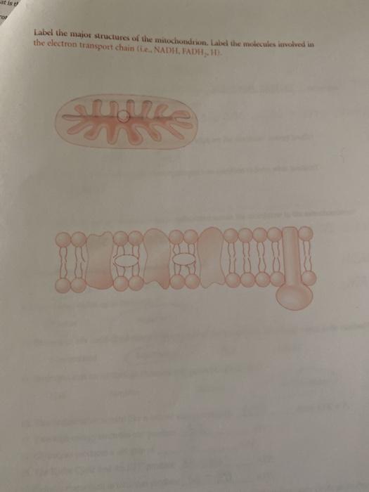 Solved mor Label the major structures of the mitochondrion. | Chegg.com