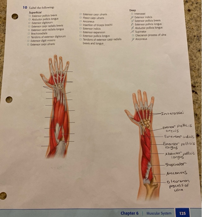 Solved 9 Label the following: Superficial Palmar aponeurosis | Chegg.com