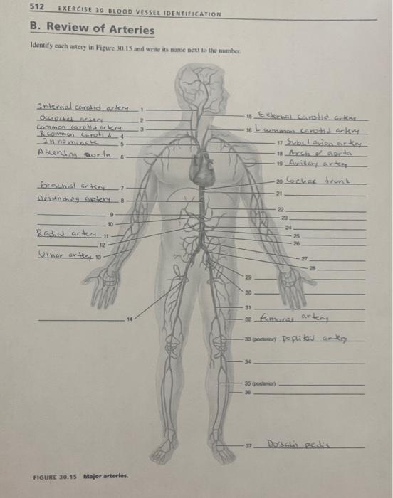 Solved 512 EXERCISE 30 BLOOD VESSEL IDENTIFICATION B. Review