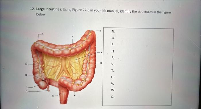 12. Large Intestines: Using Figure 27-6 in your lab | Chegg.com