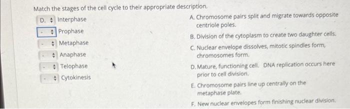 Solved Match the stages of the cell cycle to their | Chegg.com