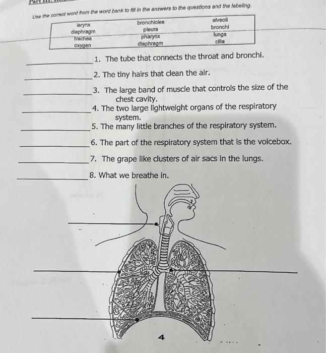 Solved 1. The tube that connects the throat and bronchi. 2. | Chegg.com