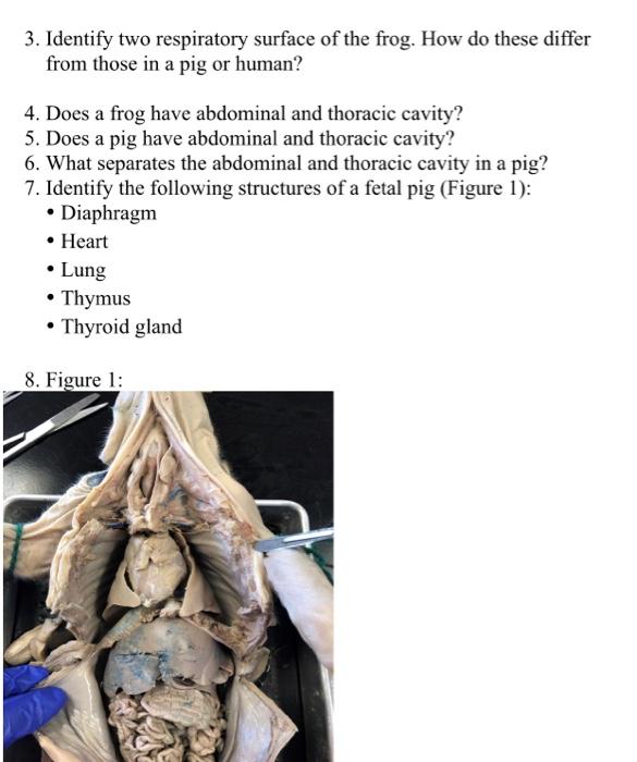 Solved Q. Based on the figure above (respiratory surface