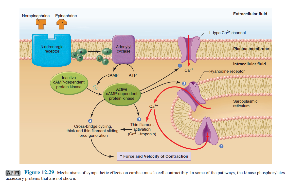 Рецептор информации. Adrenergic receptors. DHP Рецептор. Adrenergic receptors structure. Beta adrenergic receptors.