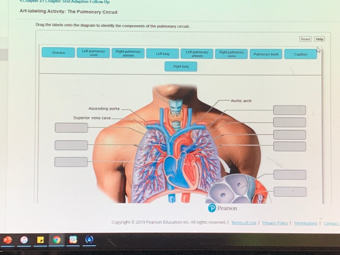 Drag The Labels To Identify Structural Components Of The Heart