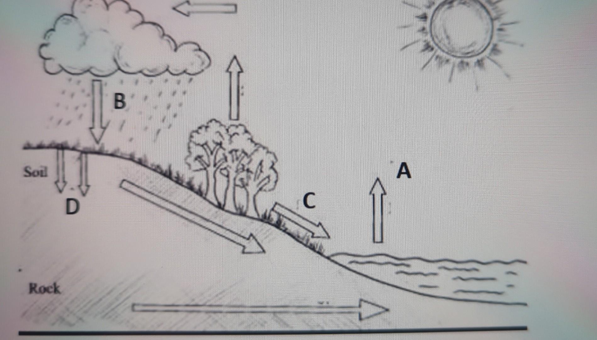 Solved which water cycle process is most directly Linked to | Chegg.com