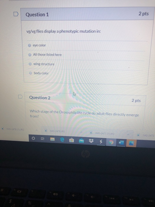 Solved Question 1 2 pts vg/vg flies display a phenotypic