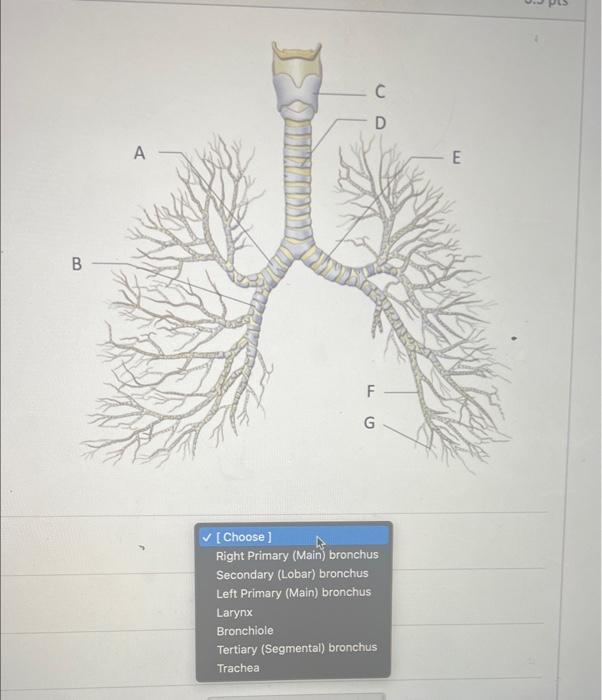 Solved [ Choose] Right Primary (Main) bronchus Secondary | Chegg.com