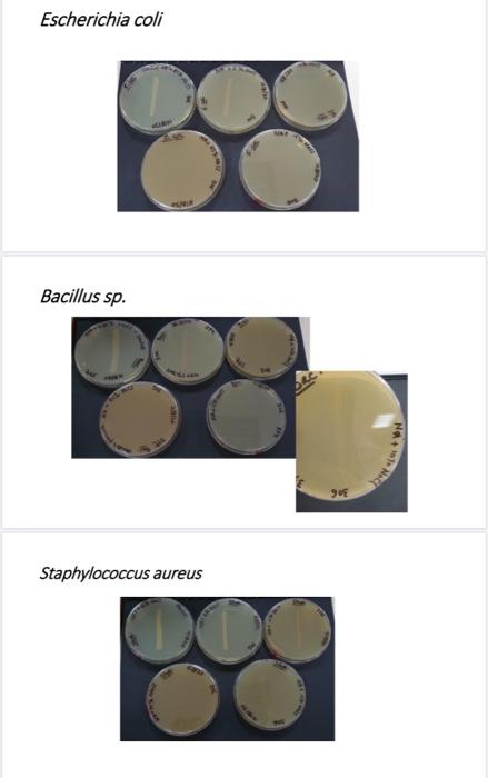 Effect Of Osmotic Pressure On Bacterial Growth