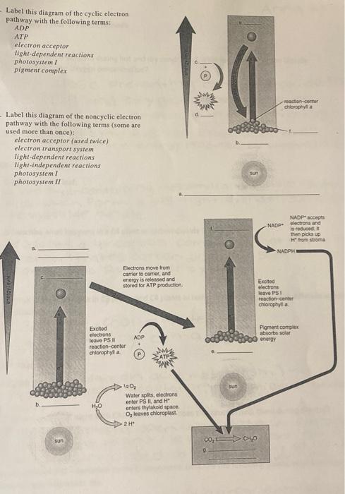 Label this diagram of the cyclic electron pathway with the following terms:
\( A D P \)
ATP
electron acceptor
light-dependent