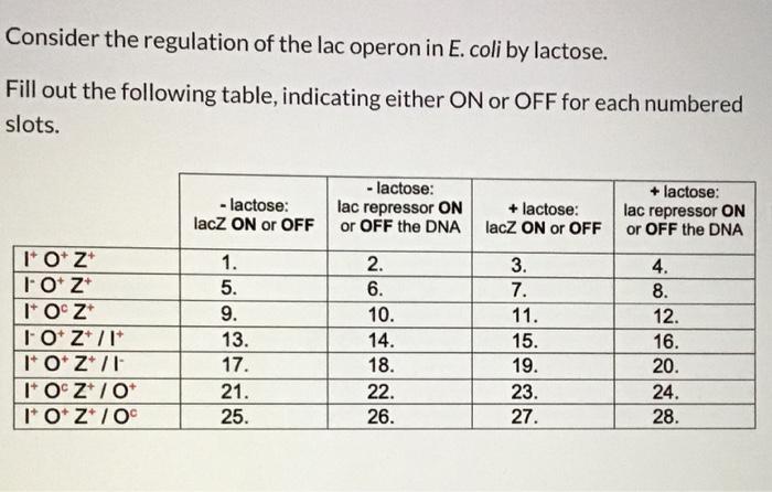 Consider the regulation of the lac operon in E. coli | Chegg.com