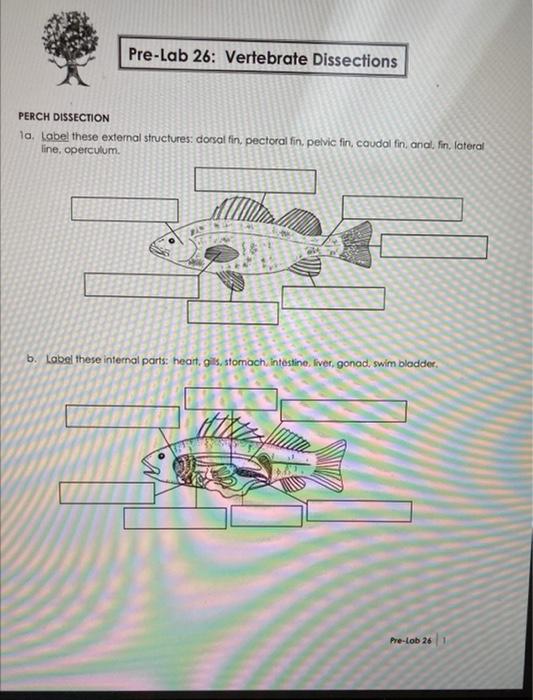 Solved PreLab 26 Vertebrate Dissections PERCH DISSECTION